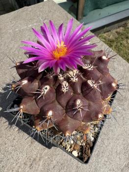 Thelocactus buekii